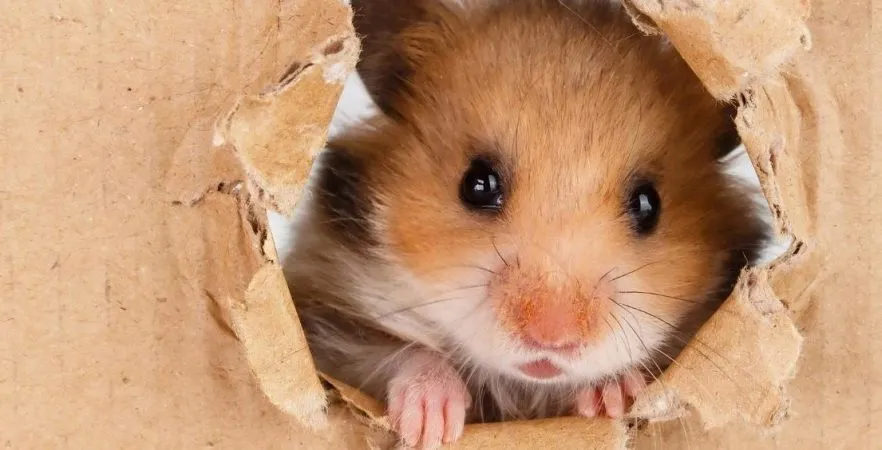 Hoarder is een hamsteraar